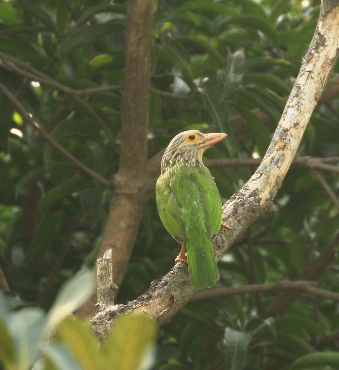 Lineated Barbet - ML250072711