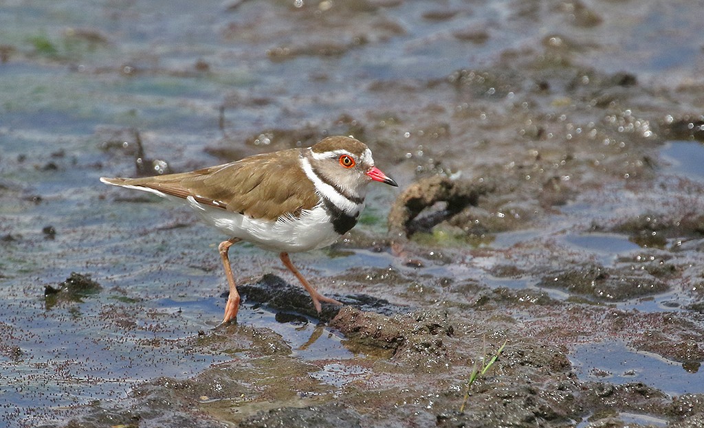 Three-banded Plover - Peter Ericsson