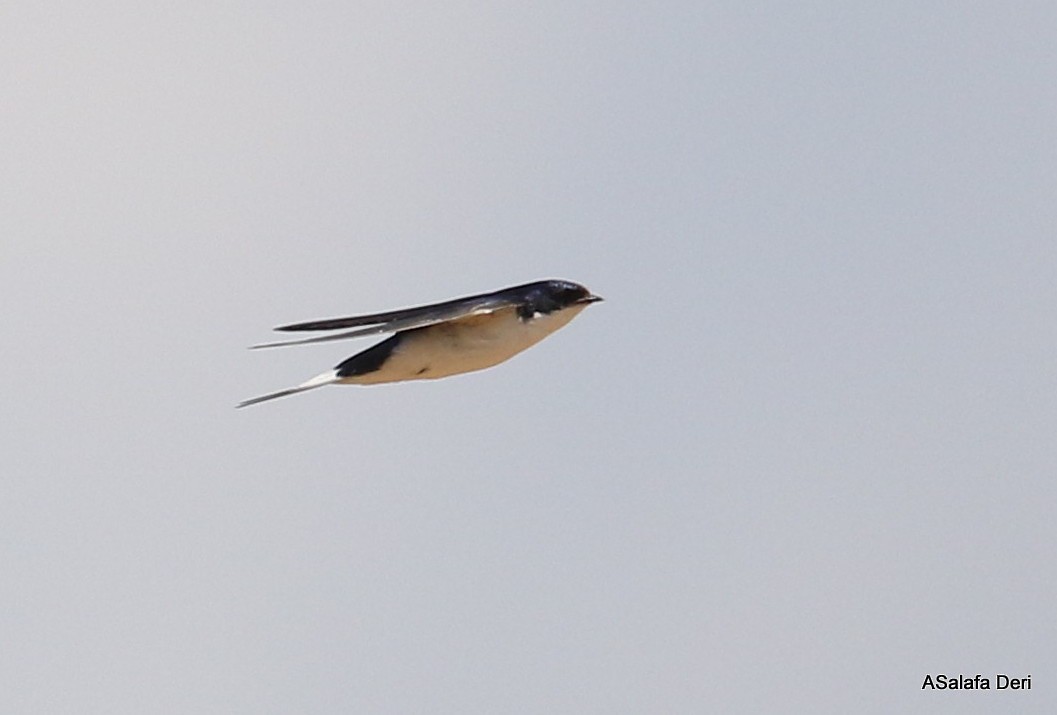 White-tailed Swallow - Fanis Theofanopoulos (ASalafa Deri)