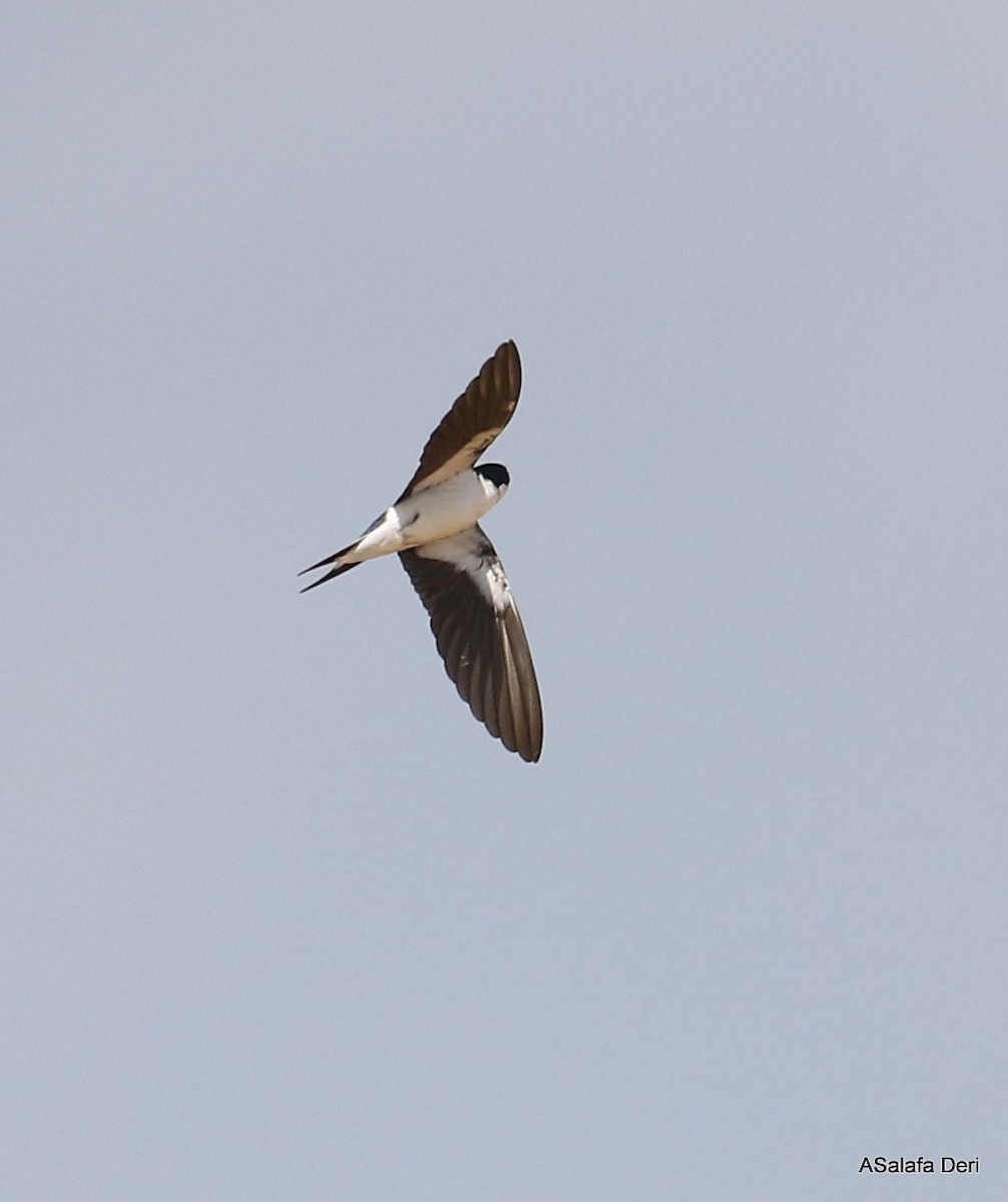 White-tailed Swallow - ML250074511