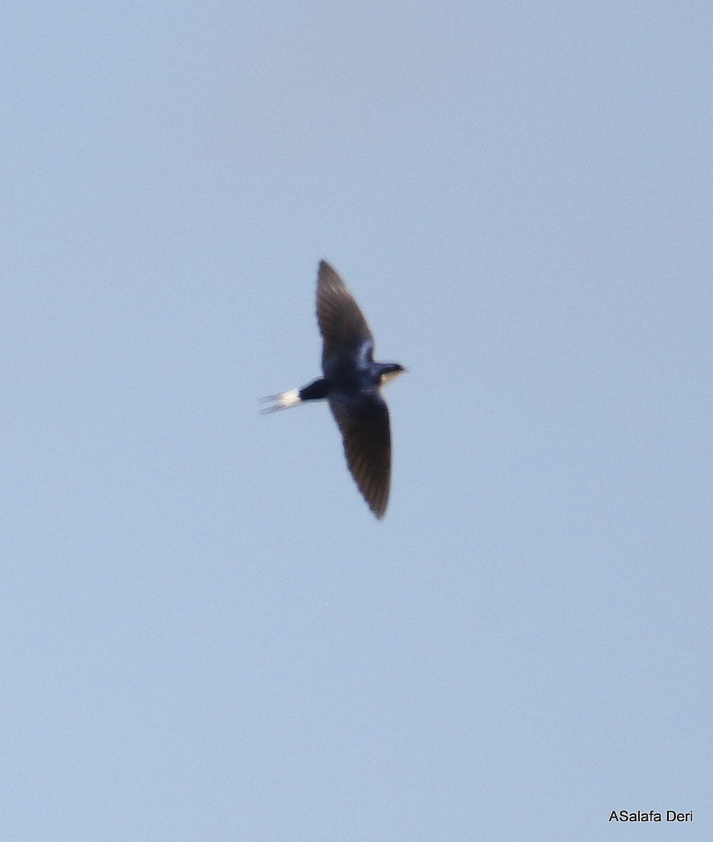 White-tailed Swallow - ML250074521