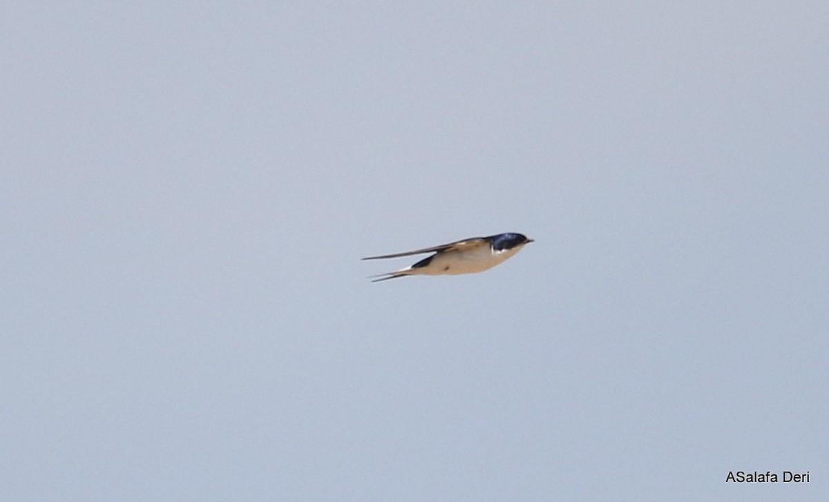 White-tailed Swallow - ML250074531