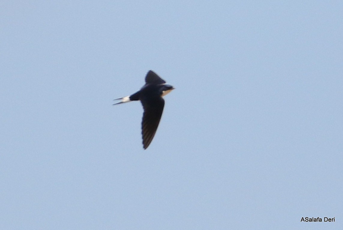 White-tailed Swallow - ML250074541