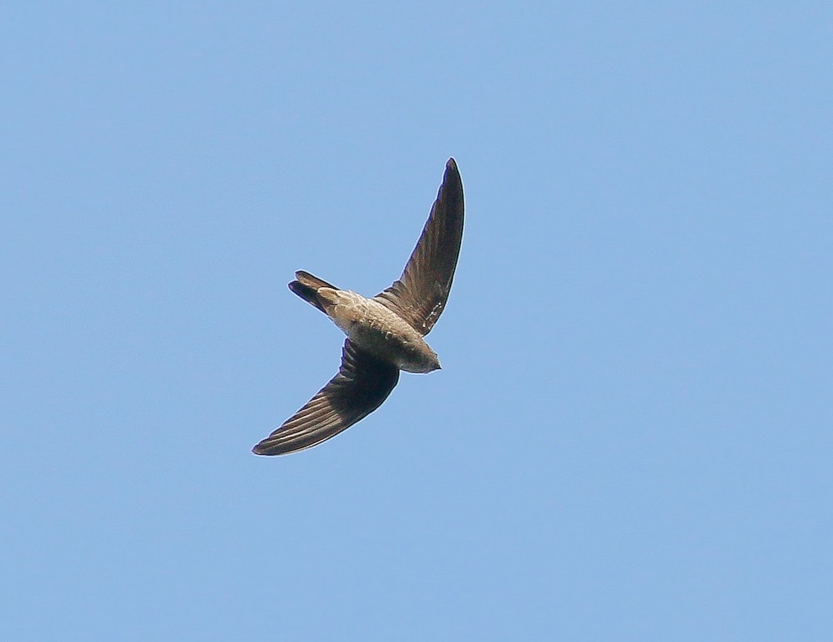 Black-nest Swiftlet - Neoh Hor Kee