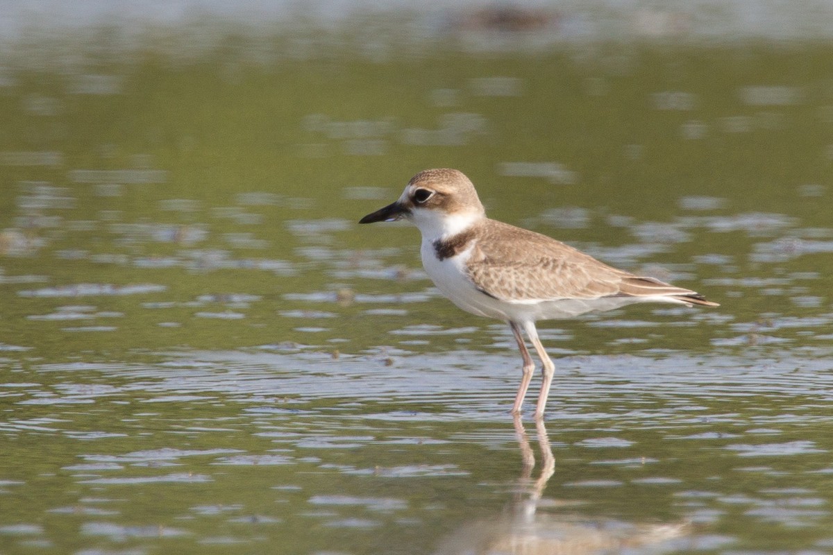 Collared Plover - ML250074601