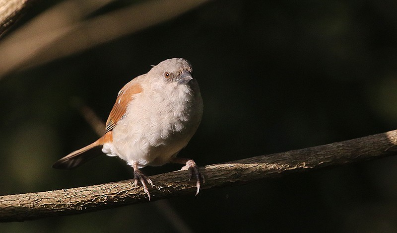 Northern Gray-headed Sparrow - ML250074661