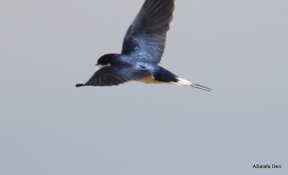 White-tailed Swallow - ML250076831