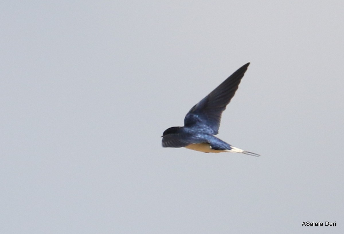 White-tailed Swallow - ML250076841