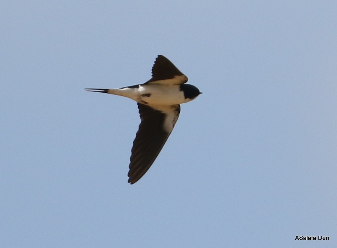 White-tailed Swallow - ML250077101