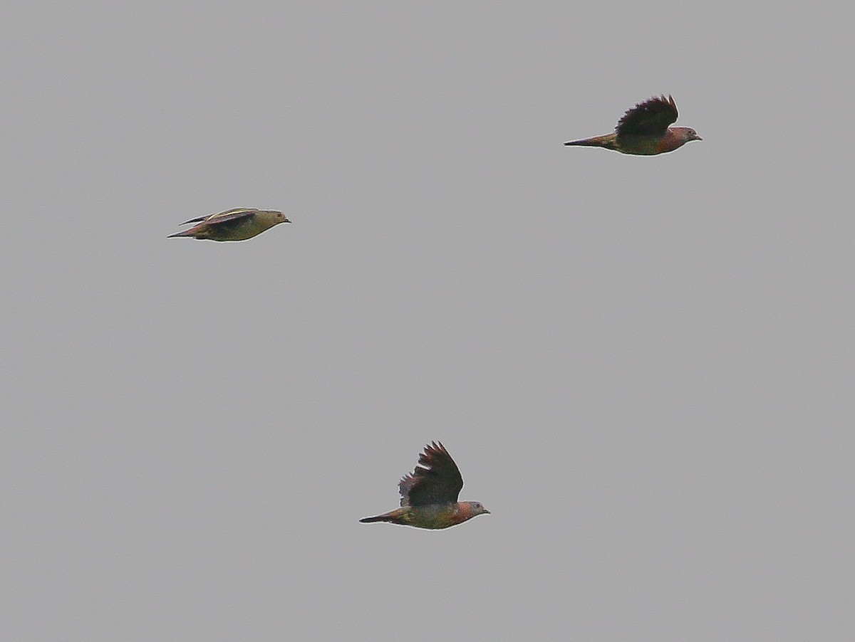 Pink-necked Green-Pigeon - ML250077121