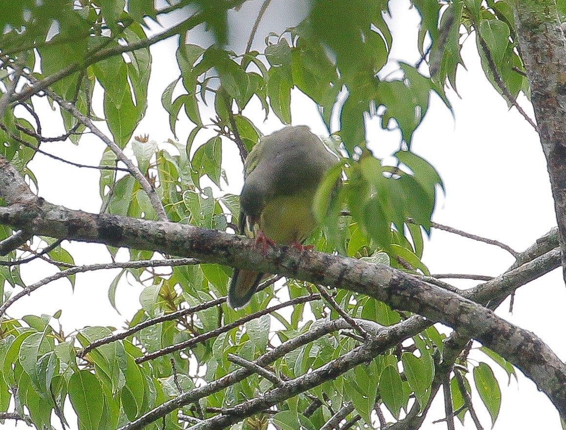 Orange-breasted Green-Pigeon - Neoh Hor Kee