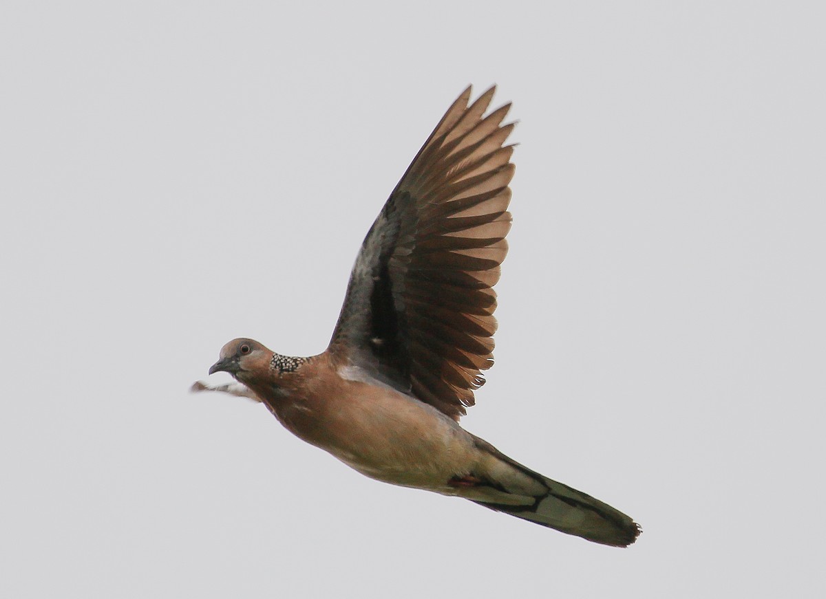 Spotted Dove - ML250077171
