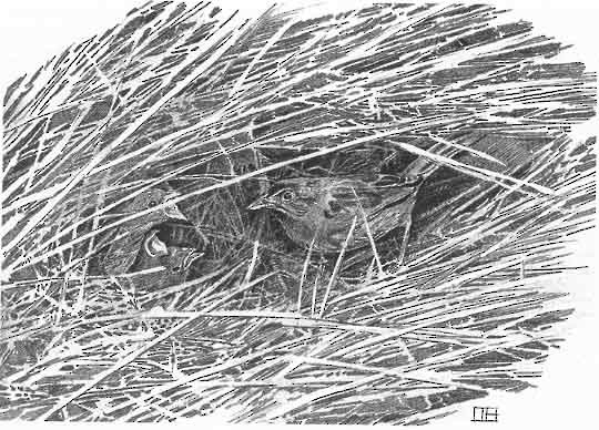Figure 12. Seaside Sparrows prefer to nest in grasses. - Seaside Sparrow - 