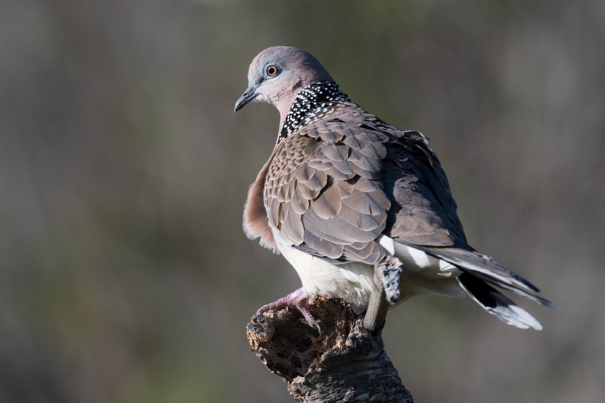Spotted Dove - ML250080411