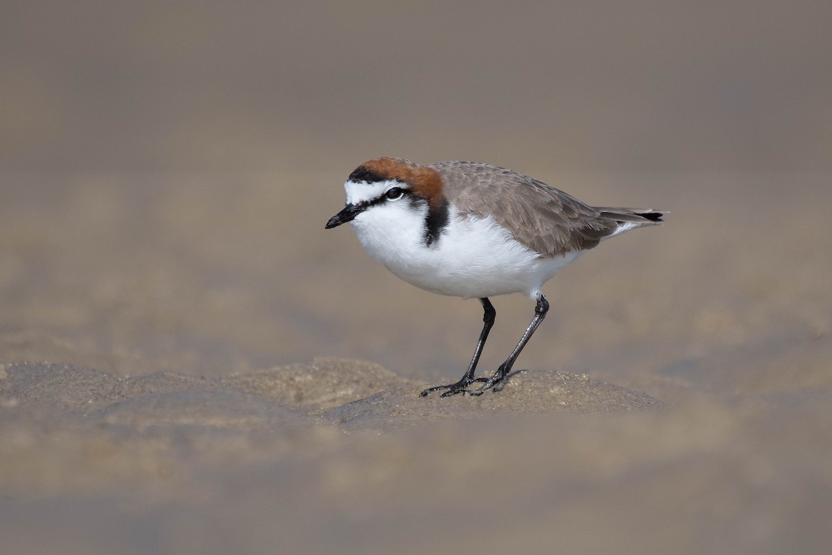 Red-capped Plover - ML250081141
