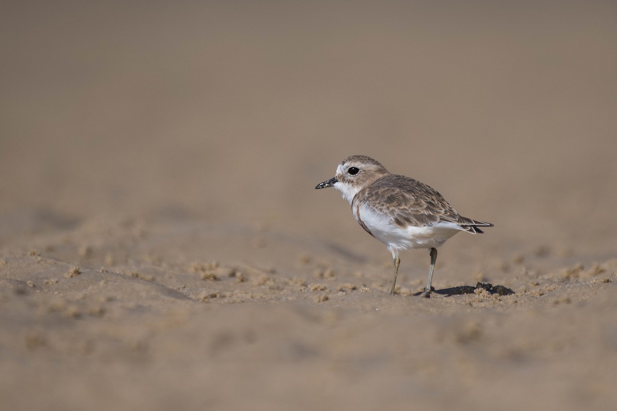 Double-banded Plover - ML250081341