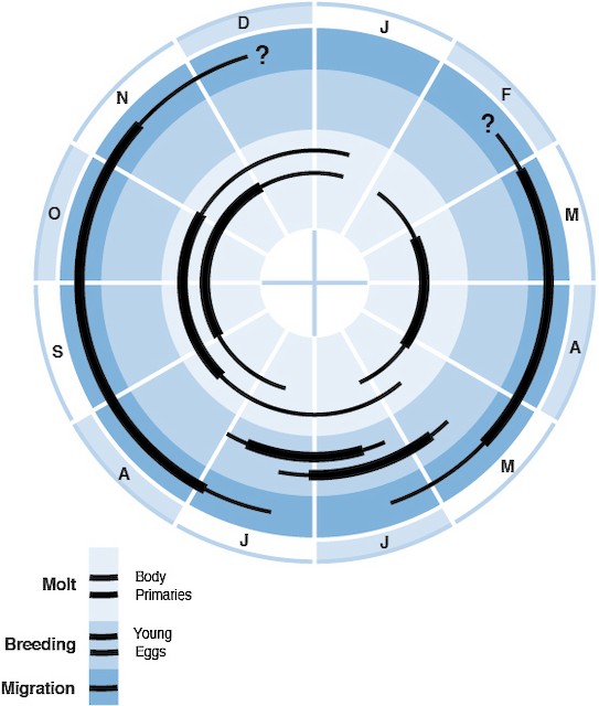 Hudsonian Godwit Figure 4. Hudsonian Godwit - Annual cycle.