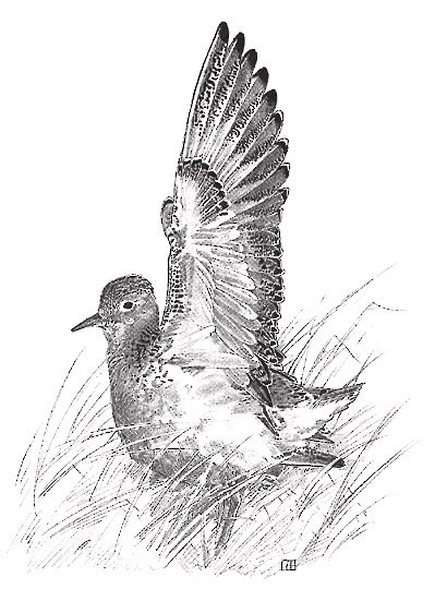 Buff-breasted Sandpiper Figure 5. Wing-up Display.