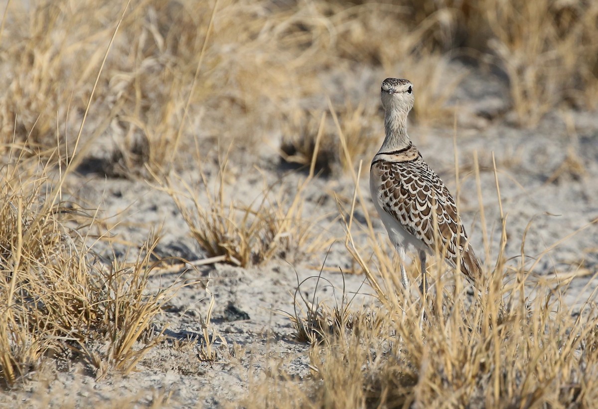 Double-banded Courser - ML250089971