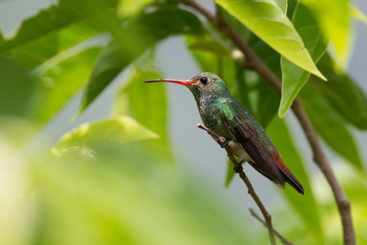Rufous-tailed Hummingbird - Simon Colenutt