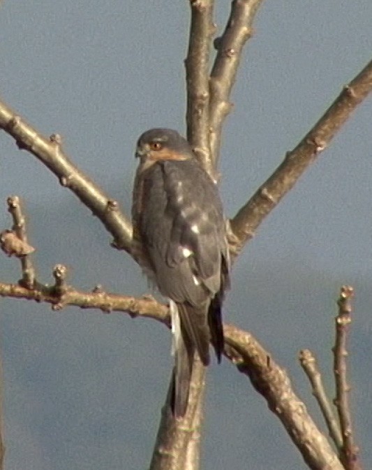 Eurasian Sparrowhawk - ML250093951