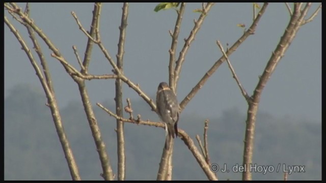 Eurasian Sparrowhawk - ML250094401