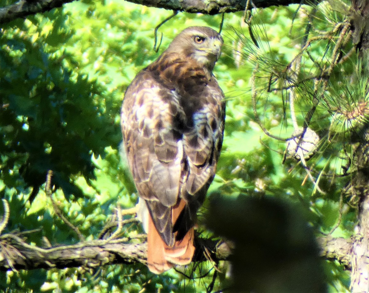 Red-tailed Hawk - ML250094841