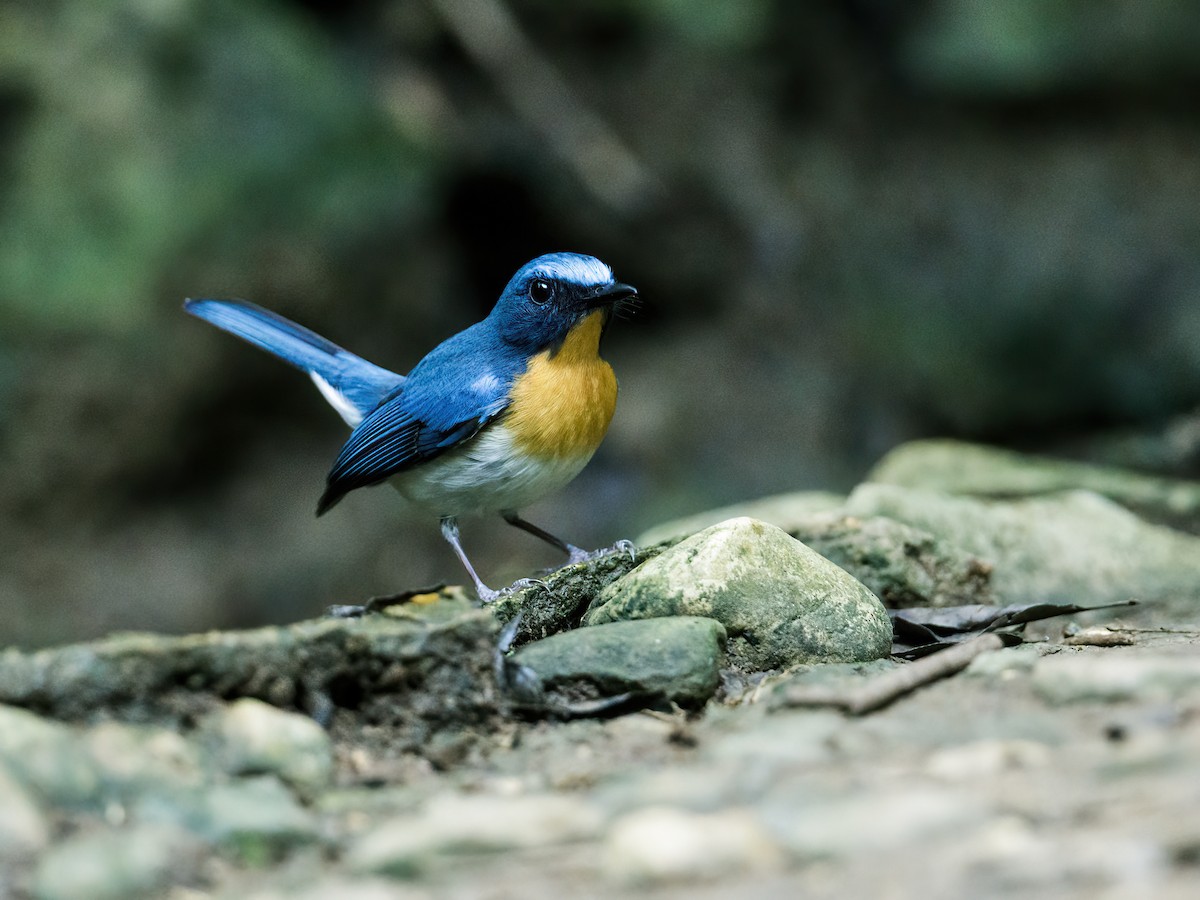 Indochinese Blue Flycatcher - Nick Athanas
