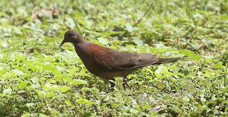 Malagasy Turtle-Dove, ML250096551