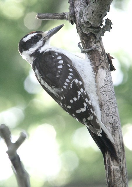 Hairy Woodpecker - Lowell Goudge