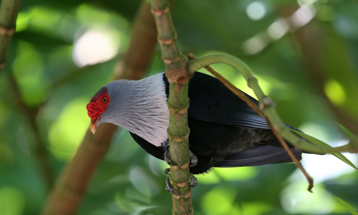 Seychelles Blue-Pigeon - Steve James