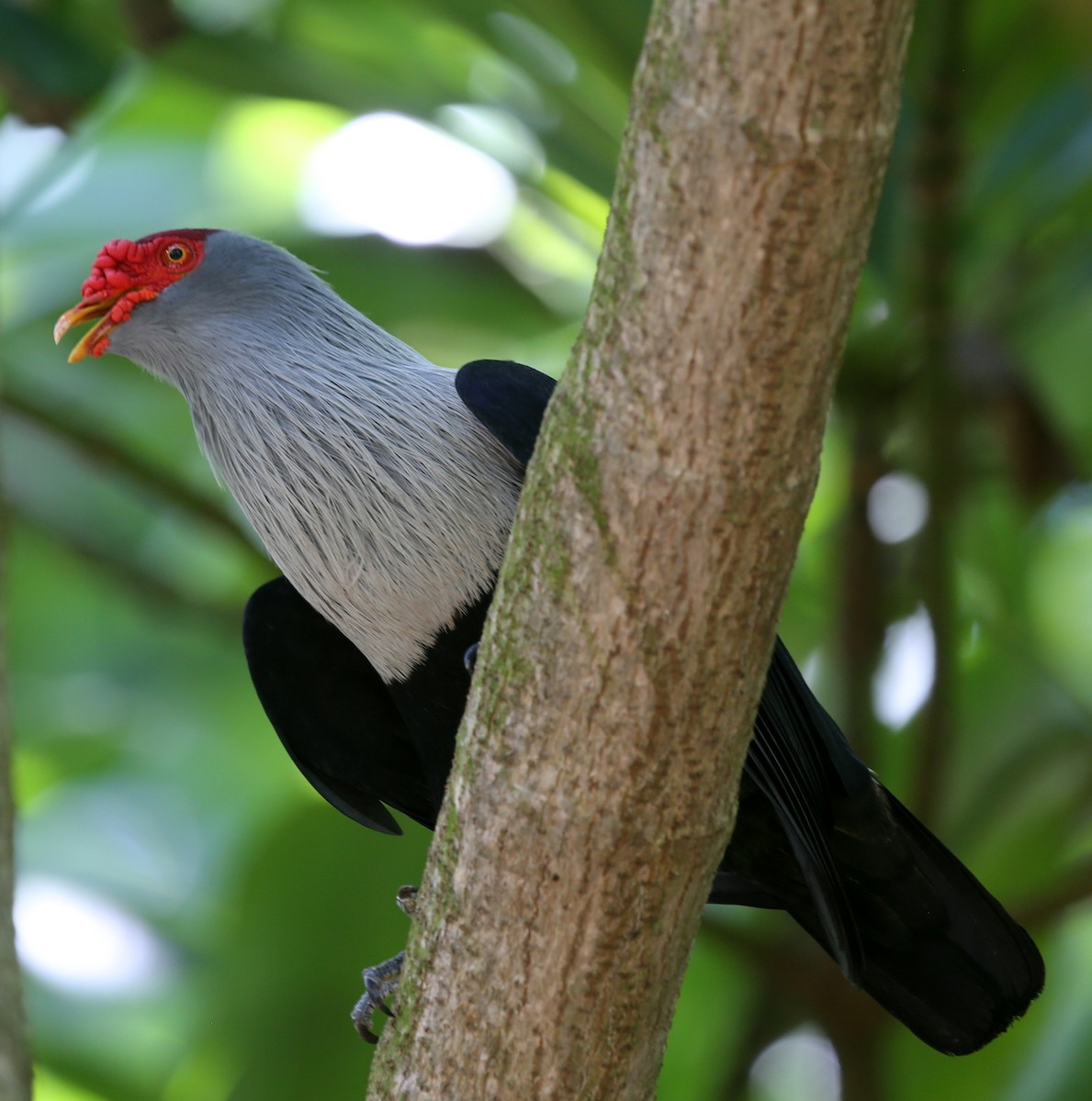 Seychelles Blue-Pigeon - ML250096851