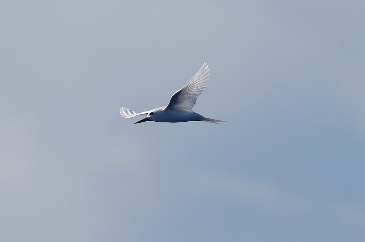 White Tern - ML250097341