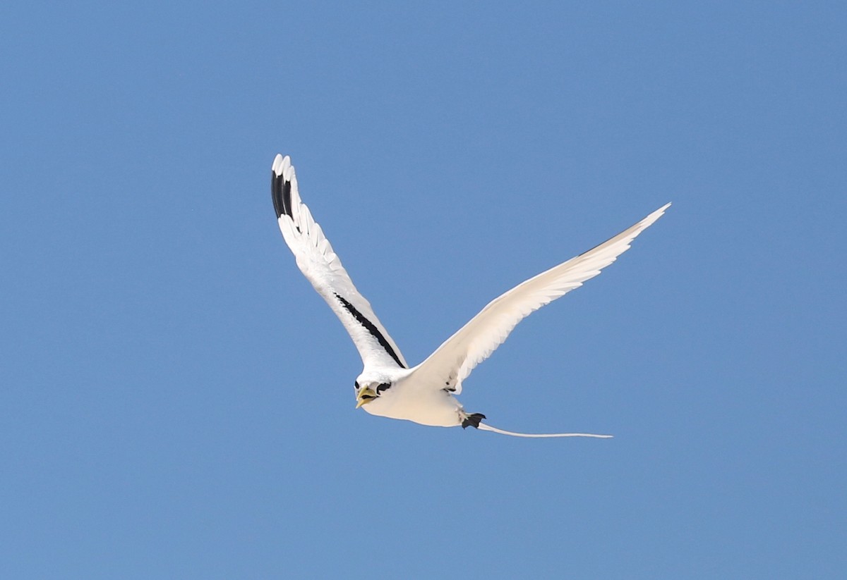 White-tailed Tropicbird - ML250097501