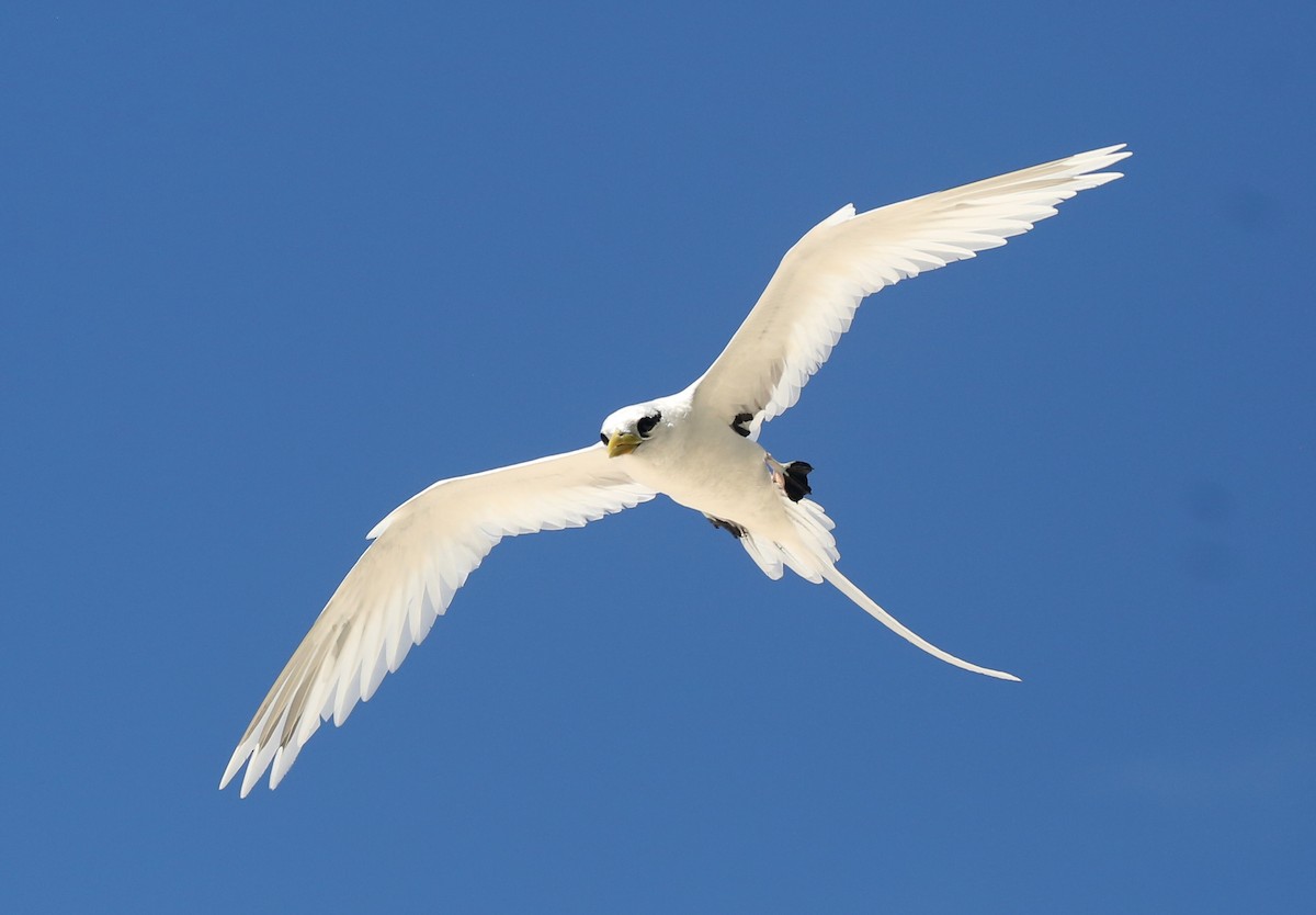 White-tailed Tropicbird - ML250097651