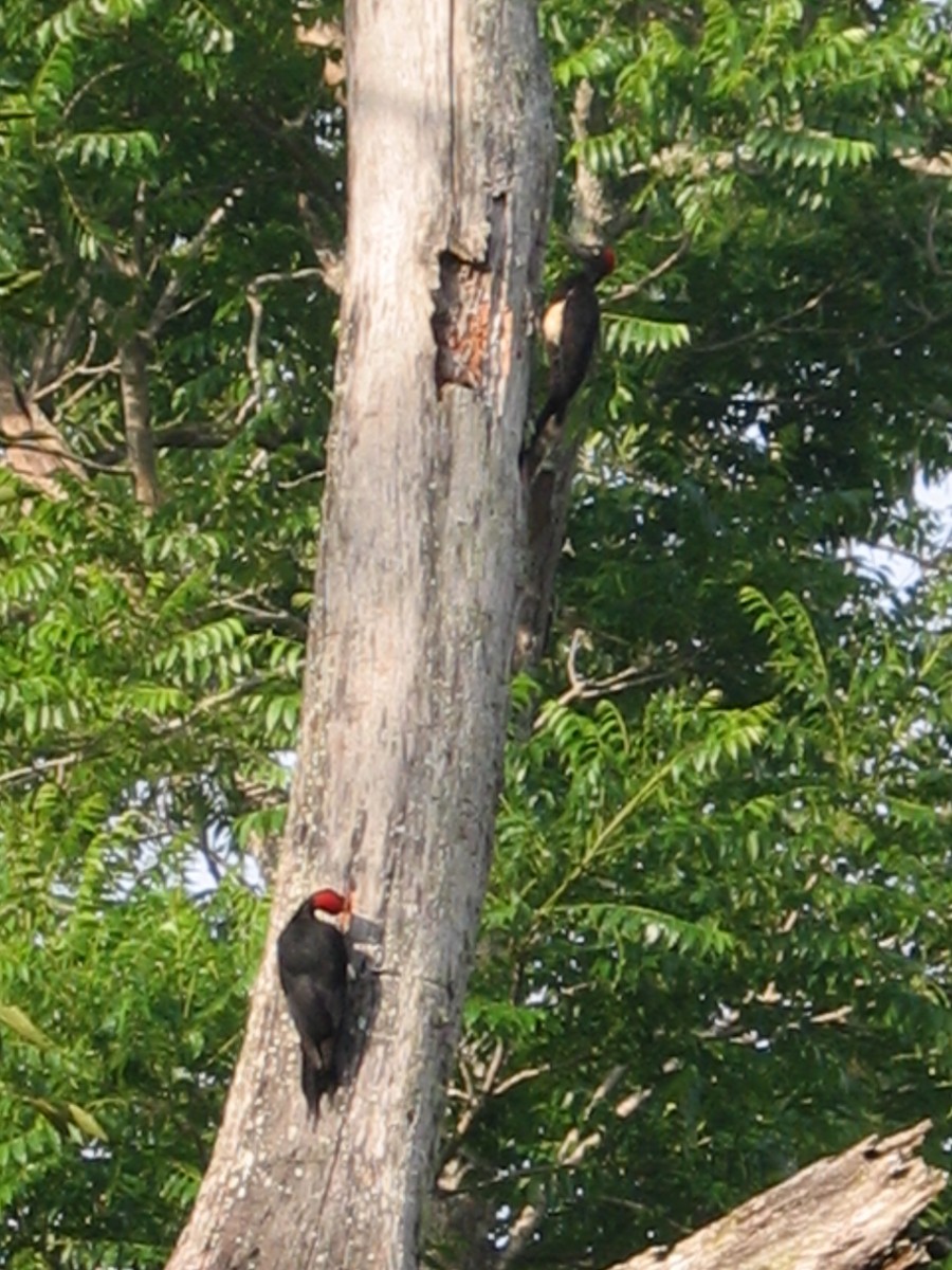 White-bellied Woodpecker - Sriram Ranganathan