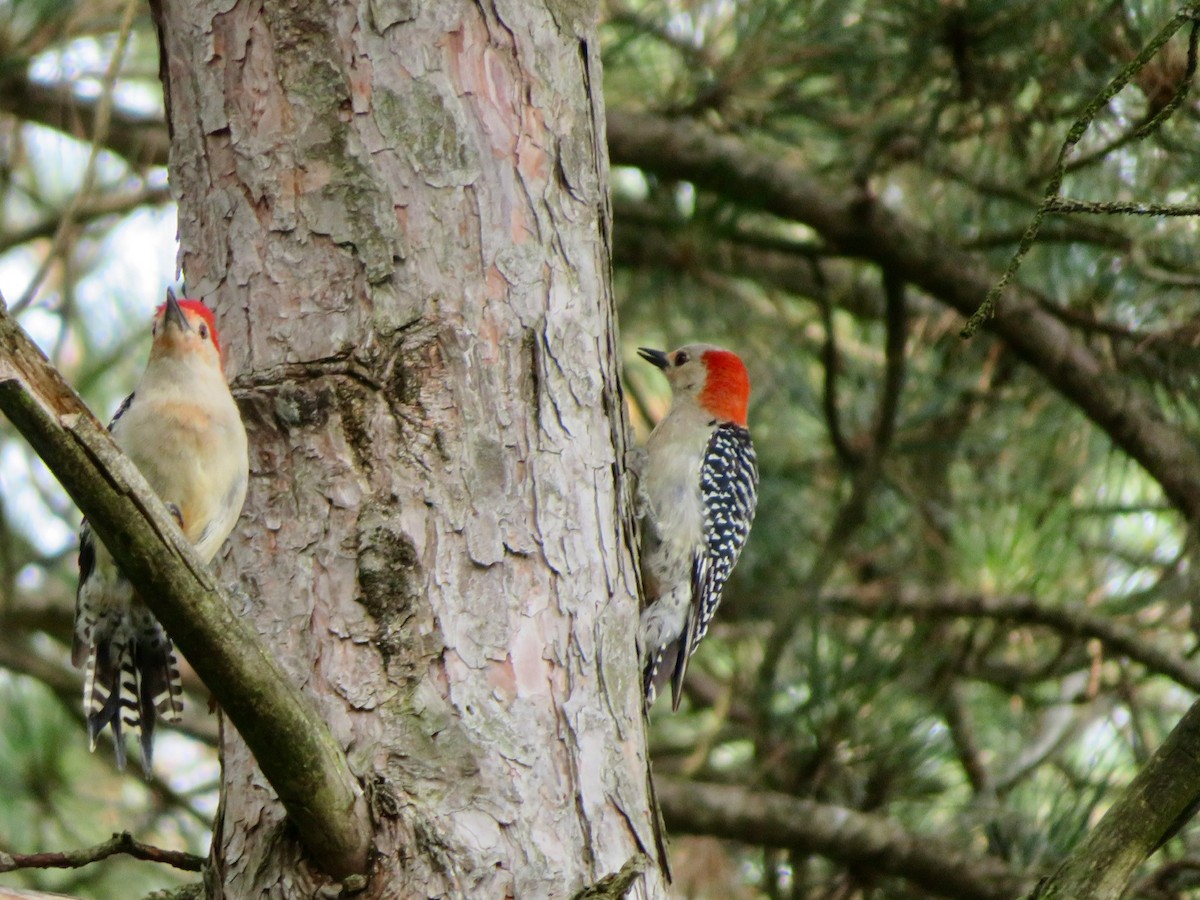 Red-bellied Woodpecker - karl  schmidt