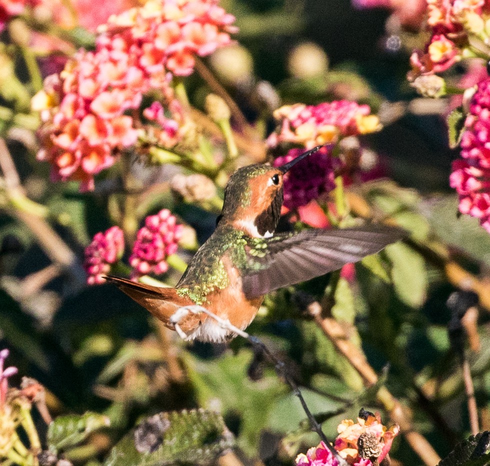 Allen's Hummingbird - Kathleen Kent