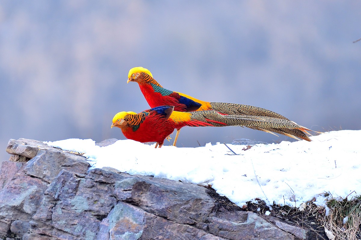 Golden Pheasant - xiwen CHEN