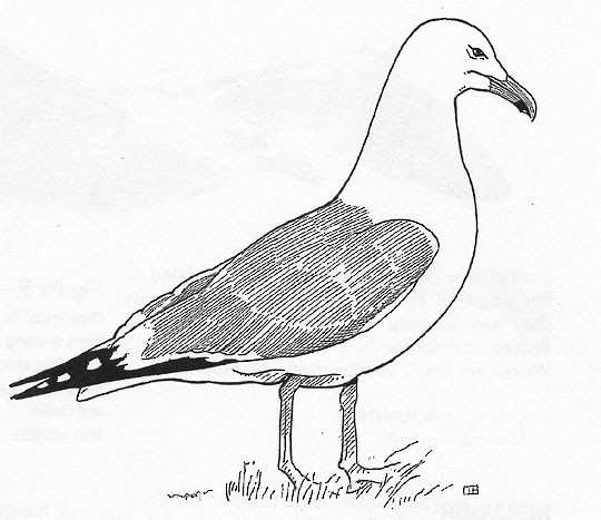 Figures - Herring Gull - Larus argentatus - Birds of the World