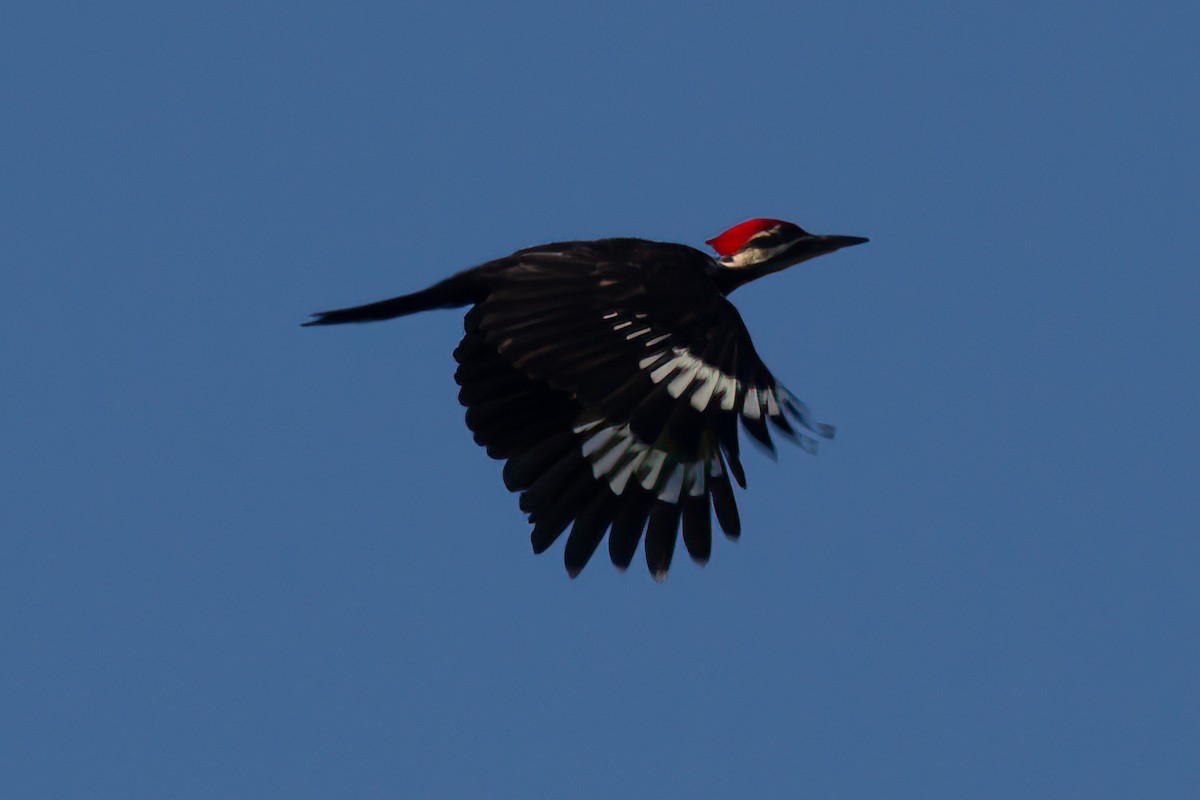 Pileated Woodpecker - ML250105891