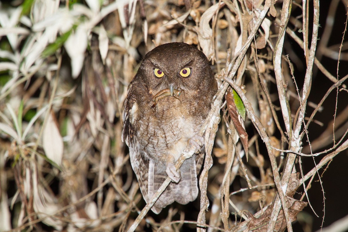 Santa Marta Screech-Owl - ML250106001