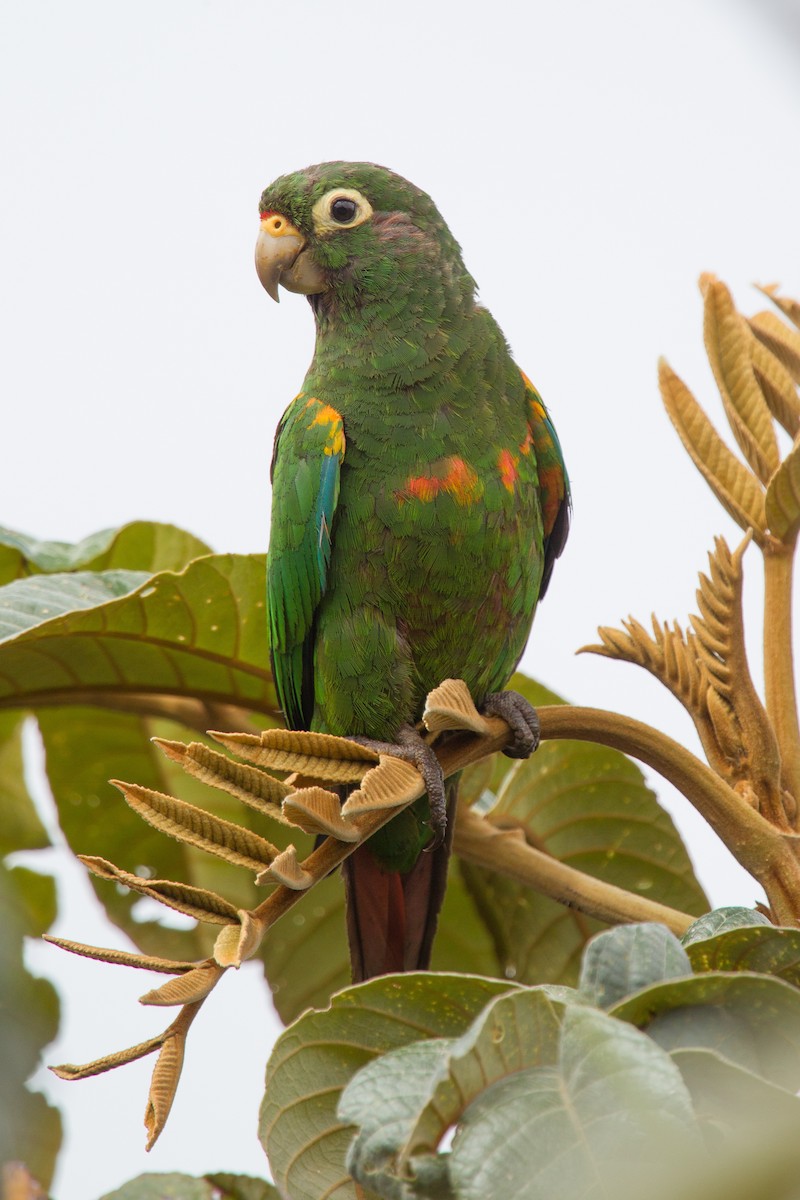 Santa Marta Parakeet - Simon Colenutt