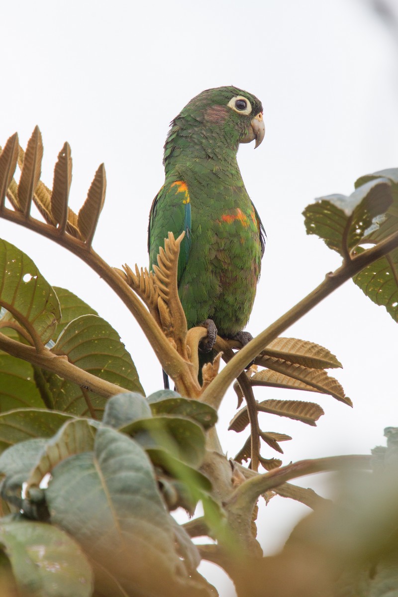 Santa Marta Parakeet - Simon Colenutt