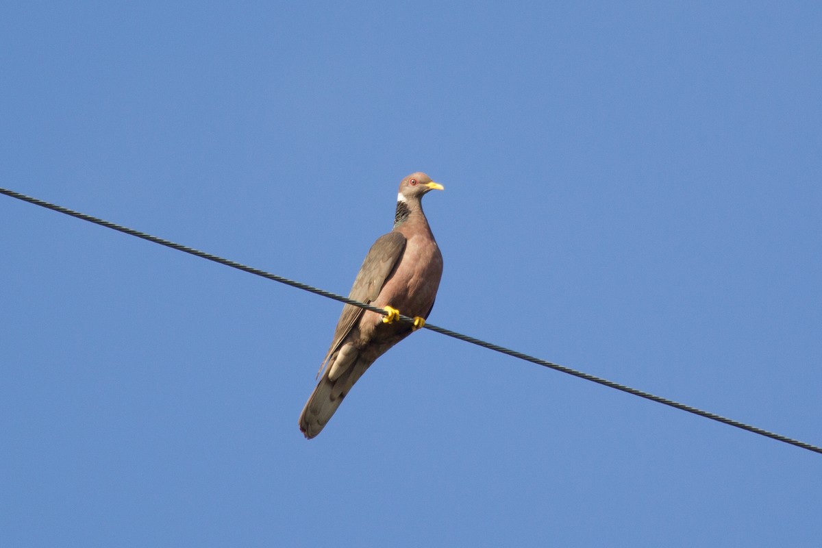 Band-tailed Pigeon - Simon Colenutt