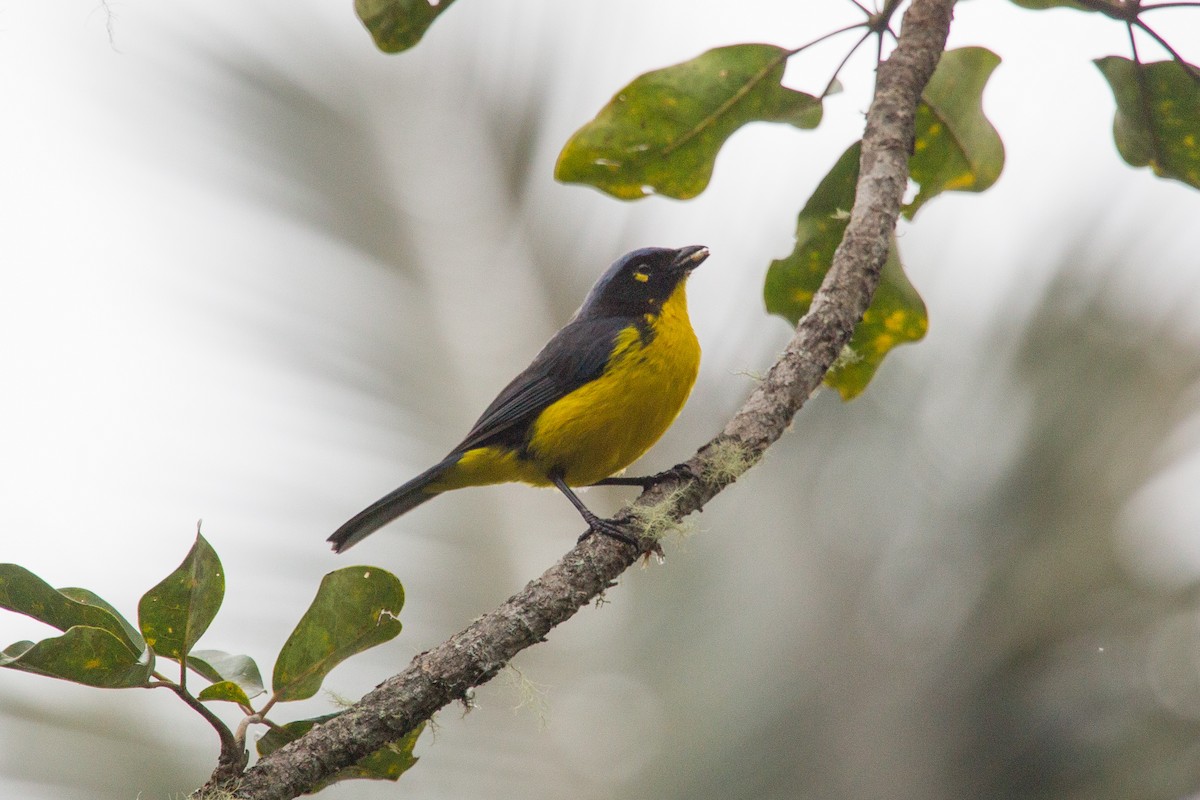 Black-cheeked Mountain Tanager - ML250106371