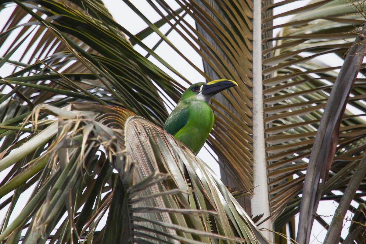 Southern Emerald-Toucanet (Santa Marta) - Simon Colenutt