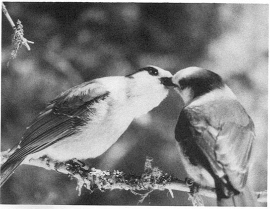 Canada Jays: the real early birds