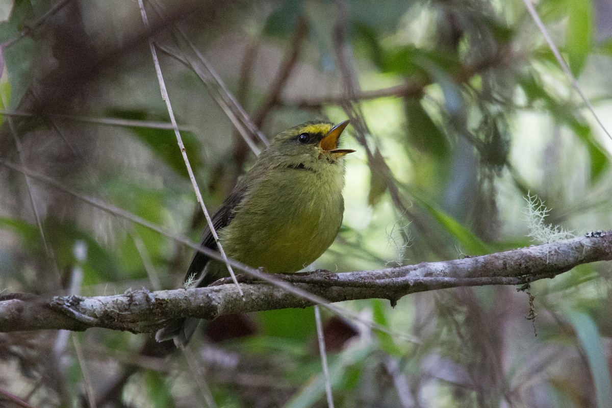 Yellow-bellied Chat-Tyrant - ML250107131