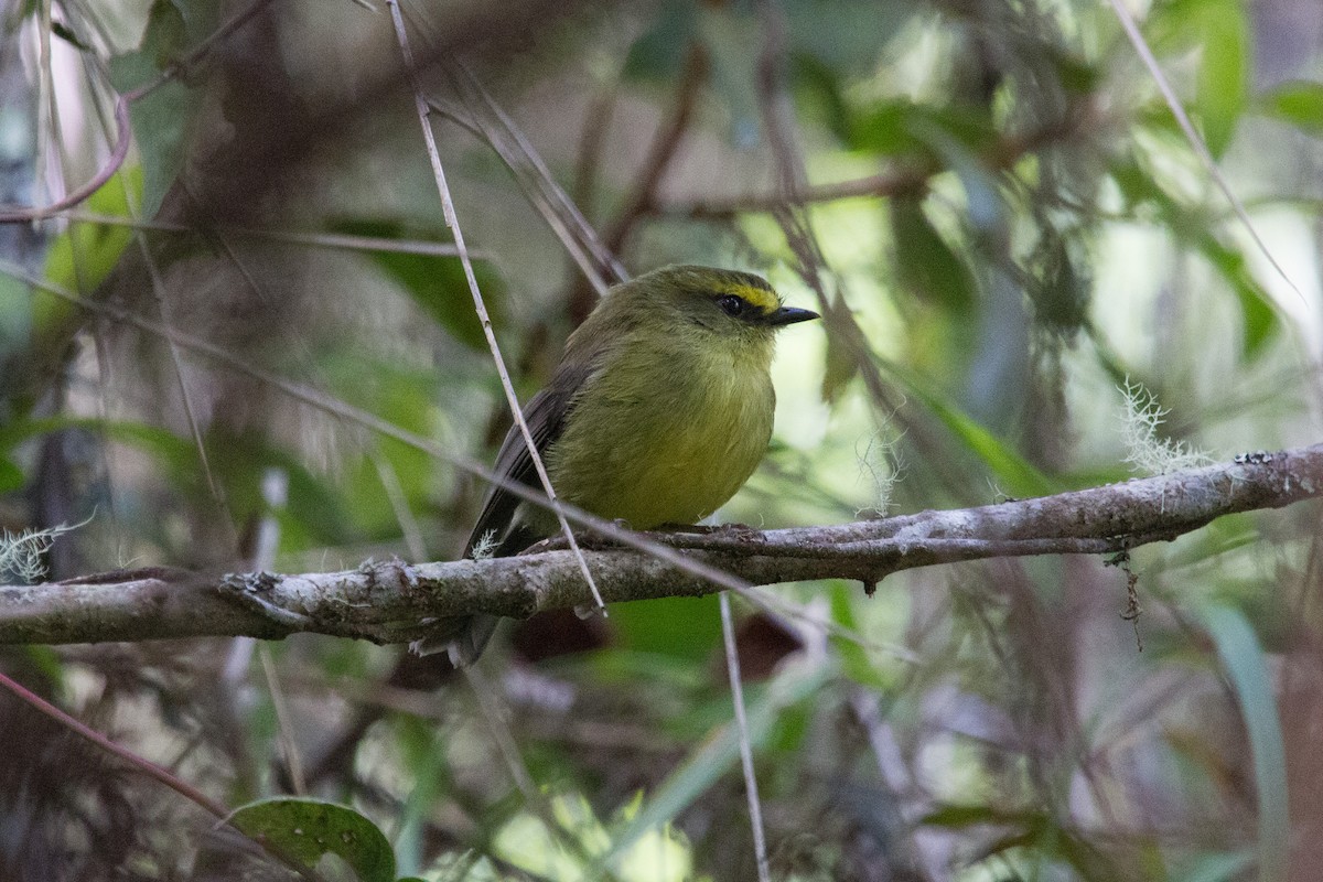 Yellow-bellied Chat-Tyrant - Simon Colenutt